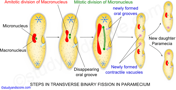 asexual reproduction in paramecium, endomixis, autogamy, binary fission, cyogamy, conjugation